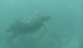 Galapagos Marine Turtle