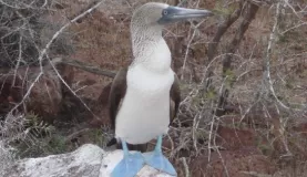 Galapagos Blue footed booby