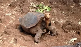 Tortoise at the Charles Darwin Research Center