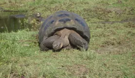 Galapagos Tortoise 