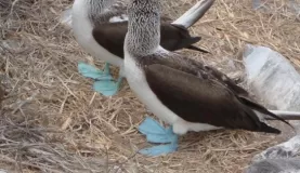 blue footed booby courting