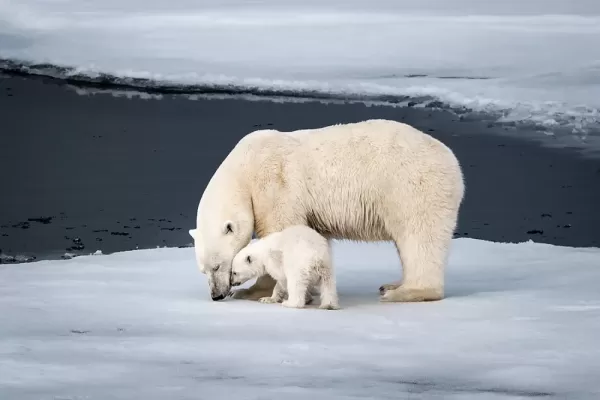 Polar Bears