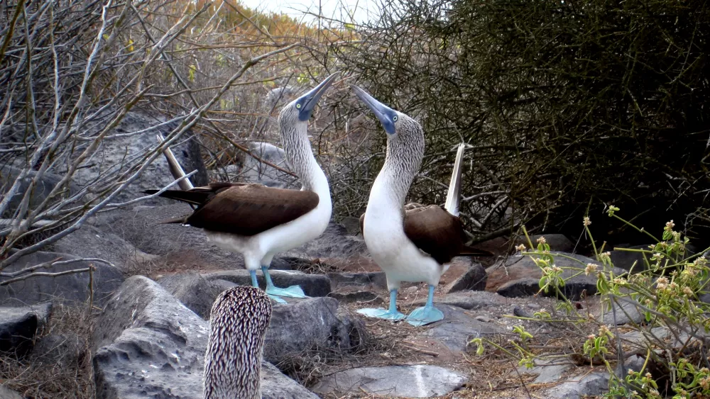 blue footed boobies