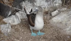 Blue-footed booby