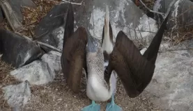 is that booby courting me?