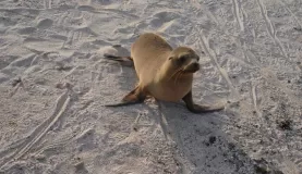 hello there, I'm a sea lion