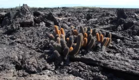 Cactus on the lava rocks!
