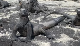 Iguana!