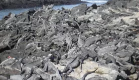 Iguanas relaxing on the rocks!