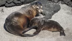 A mama seal and her pup