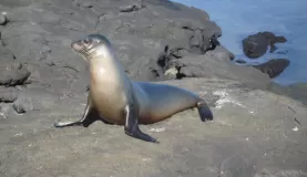 Seal!