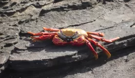 Crab!