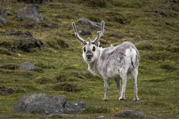 Svalbard Reindeer