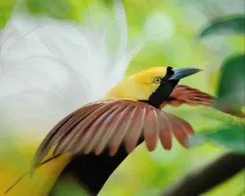 Lesser Bird of Paradise in Raja Ampat Indonesia