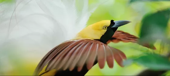 Lesser Bird of Paradise in Raja Ampat Indonesia