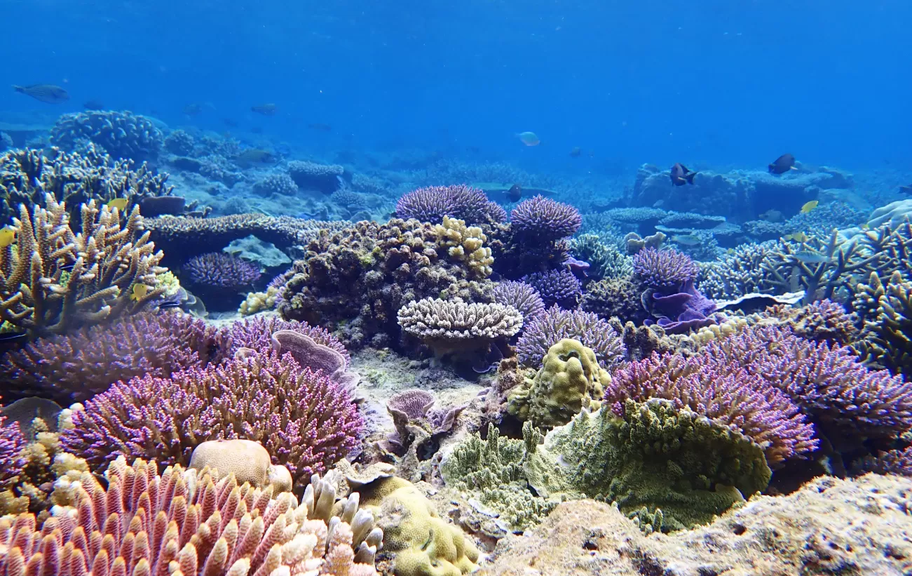 10-day The Remote Ring of Fire: East of Flores Cruise from Komodo to ...