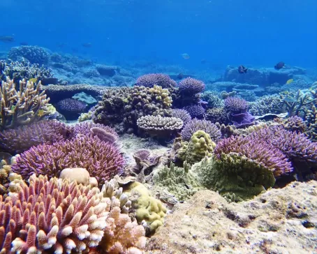 Purple Garden Coral Reefs in Indonesia