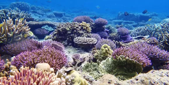 Purple Garden Coral Reefs in Indonesia