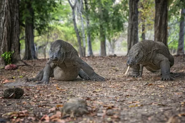 Komodo Dragons at Komodo National Park Indonesia
