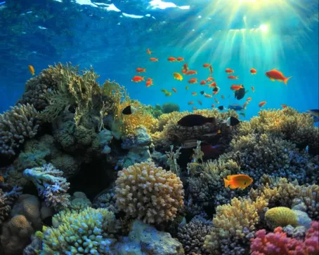 Coral Reefs of Indonesia