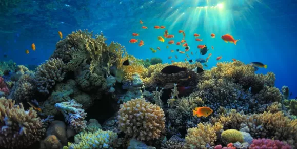 Coral Reefs of Indonesia