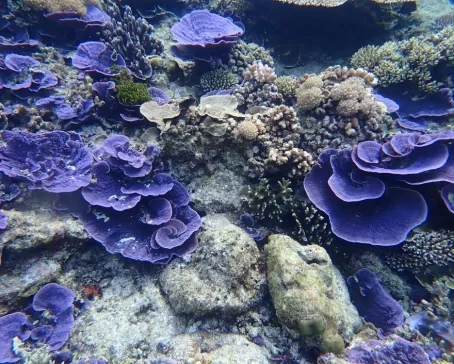 Purple Garden Coral Reefs in Indonesia