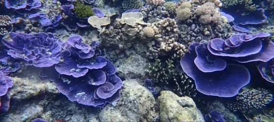 Purple Garden Coral Reefs in Indonesia