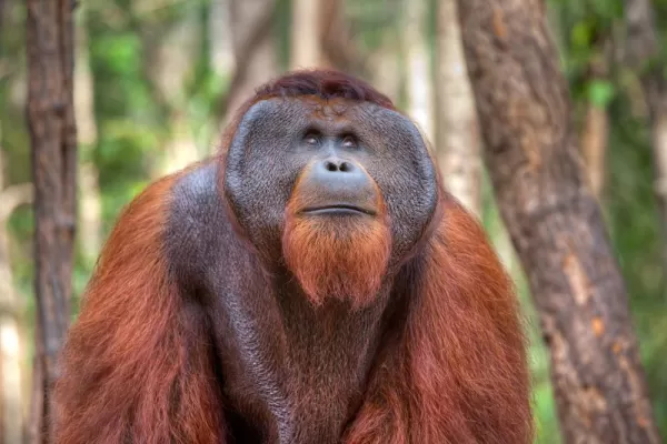 Male orangutan in Rinca Island Indonesia