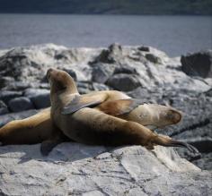 Couple of sea lions
