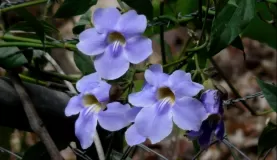 Guatemalan flowers