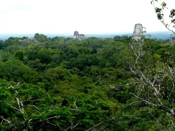 Views from Templo IV in Tikal