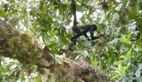Spider monkey...somtimes likes to \"rain\" on the tourists