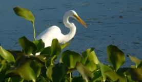 Greater White Egret along the lake shore