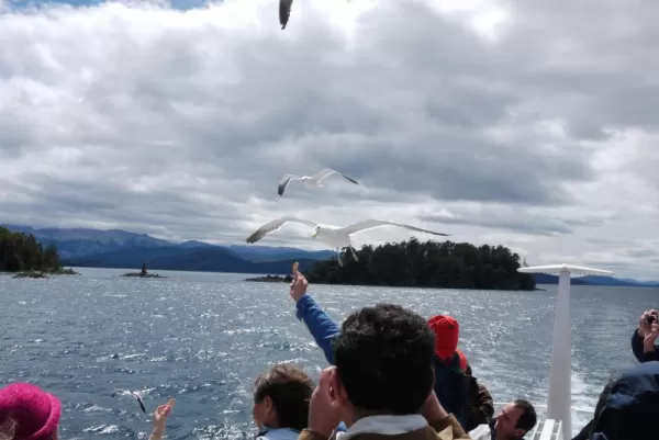 Gulls at Nahuel Huapi lake