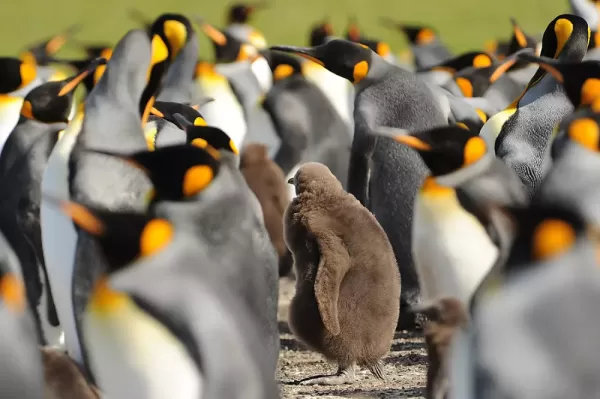 King penguin