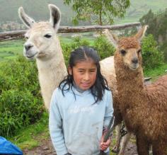 little girl with her llamas