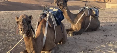 Desert Pause - Camels Resting