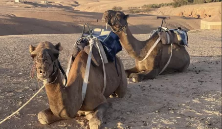 Desert Pause - Camels Resting