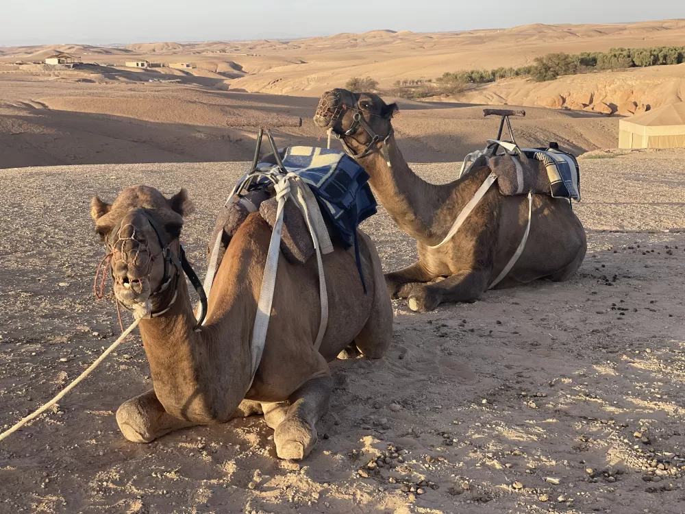 Desert Pause - Camels Resting