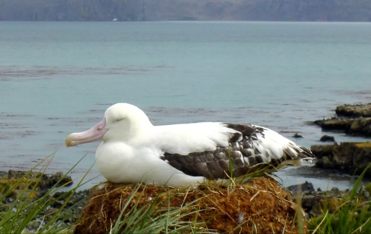 Gull nest