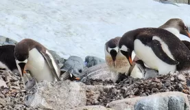 Watching baby penguin chicks and their mamas