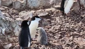 Penguin mamas and their chicks. They are beginning to molt.