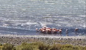 Flamingos along Laguna Amarga