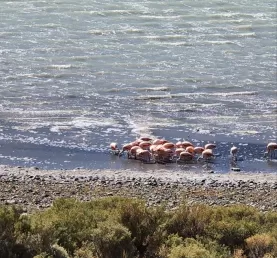 Flamingos along Laguna Amarga
