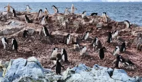 The site of penguin colonies in Antarctica always included lots of guano!