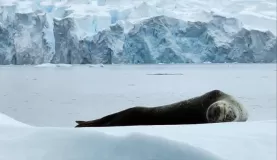 A weddel seal lounging on an ice floe.