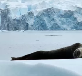 A weddel seal lounging on an ice floe.