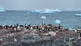 Many penguins and ice formations in the background.