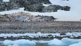 Trying to steer clear of the penguins in Antarctica is tricky when on shore!