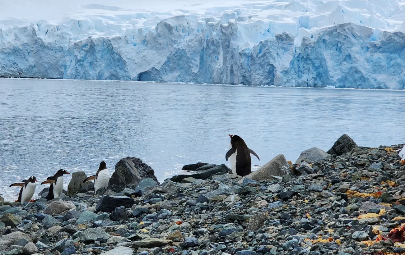 29 Top Paradise Bay Antarctica Wildlife Viewing Tours & Trips for 2024-2025